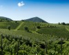 Tuscany Vineyards and Other Great Tuscan Attractions