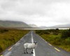 Planning the perfect Ireland Roadtrip